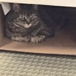 kitty in box on aim