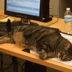 office kitty aimprogram